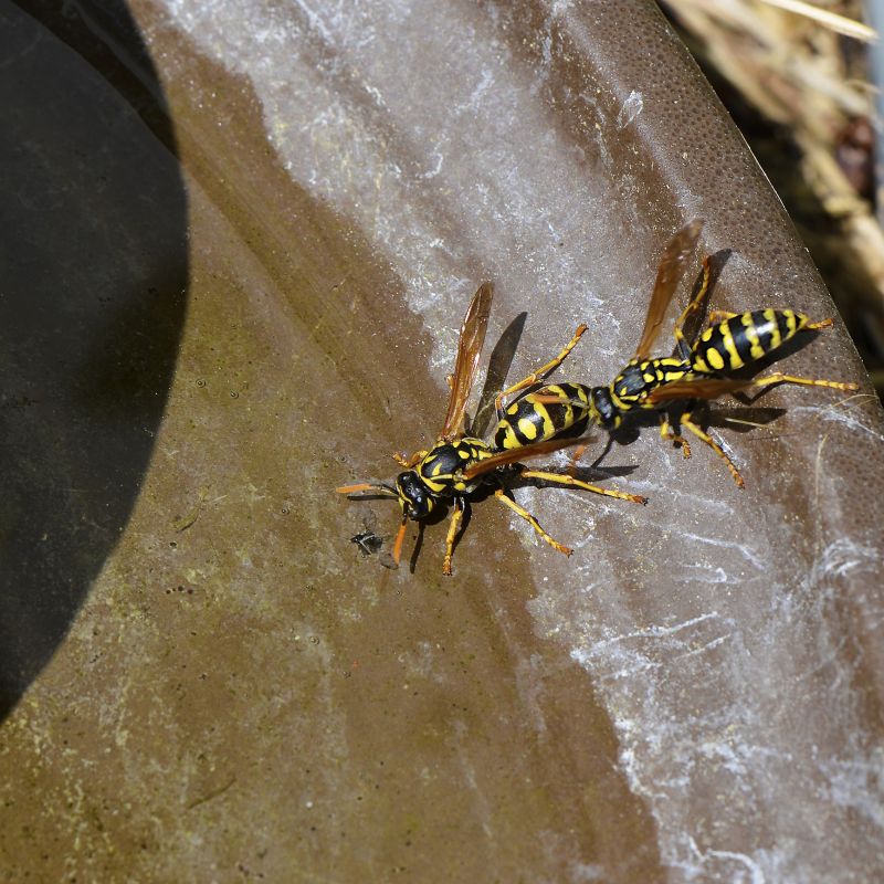 Yellow Jacket Exterminating