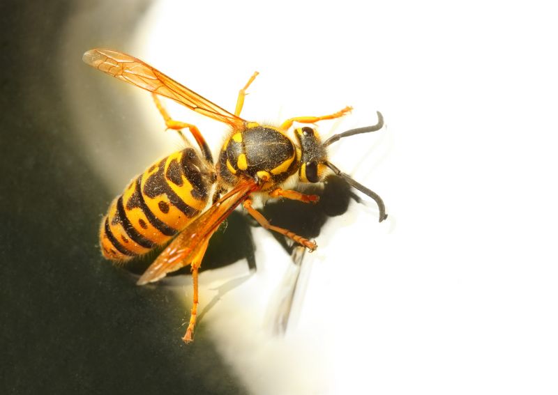 Yellow Jacket Exterminating