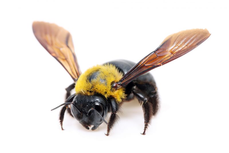 Carpenter Bee Removal Service