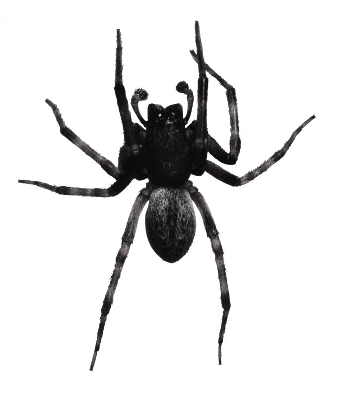 Huntsman Spider Extermination in Denton, TX