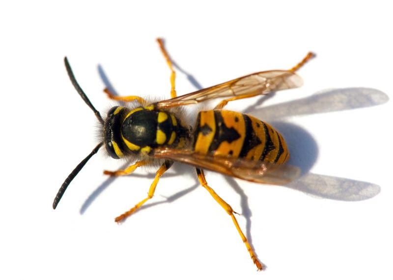 Yellow Jacket Exterminating