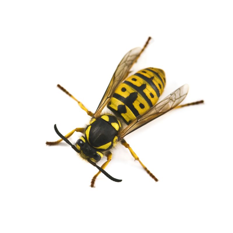 Yellow Jacket Exterminating